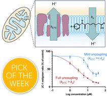Graphical abstract: The role of transmembrane proton transport rates in mild mitochondrial uncoupling by arylamide substituted fatty acids
