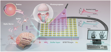 Graphical abstract: Organic neuromorphic vision devices with multilevel memory for palmprint identification