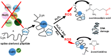 Graphical abstract: Copper(ii) outcompetes other metal ions in spike fragment complexation, driving ROS-dependent oxidation
