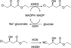 Graphical abstract: A green-by-design biocatalytic process for atorvastatin intermediate