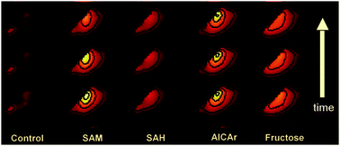 Graphical abstract: Detecting specific saccharides via a single indicator