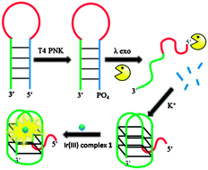 Graphical abstract: Label-free luminescence switch-on detection of T4 polynucleotide kinase activity using a G-quadruplex-selective probe