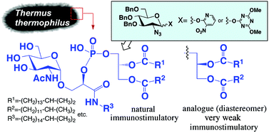 Graphical abstract: Synthesis and biological activity of phosphoglycolipids from Thermus thermophilus