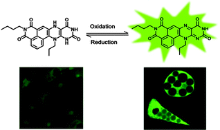 Graphical abstract: A novel flavin derivative reveals the impact of glucose on oxidative stress in adipocytes