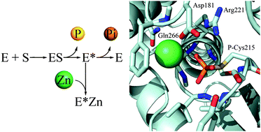 Graphical abstract: Zinc ions modulate protein tyrosine phosphatase 1B activity