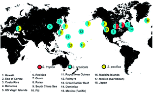 Graphical abstract: The marine actinomycete genus Salinispora: a model organism for secondary metabolite discovery