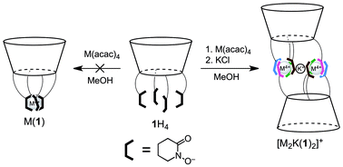 Graphical abstract: A 4-tert-butylcalix[4]arene tetrahydroxamate podand based on the 1-oxypiperidine-2-one (1,2-PIPO−) chelate. Self-assembly into a supramolecular ionophore driven by coordination of tetravalent zirconium or hafnium(iv)