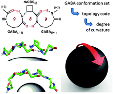 Graphical abstract: The discovery of 9/8-ribbons, β/γ-peptides with curved shapes governed by a combined configuration-conformation code