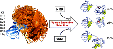 Graphical abstract: Linkage-specific conformational ensembles of non-canonical polyubiquitin chains