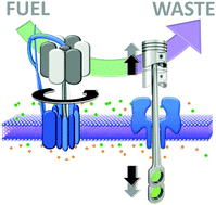 Graphical abstract: Man-made molecular machines: membrane bound