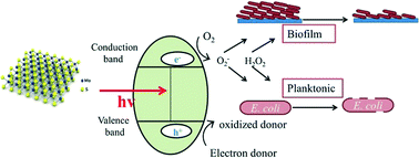 Graphical abstract: Toxicity of exfoliated-MoS2 and annealed exfoliated-MoS2 towards planktonic cells, biofilms, and mammalian cells in the presence of electron donor