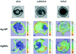 Graphical abstract: Effect propagation after silver nanoparticle exposure in zebrafish (Danio rerio) embryos: a correlation to internal concentration and distribution patterns