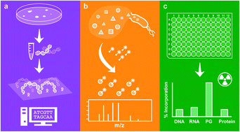 Graphical abstract: Strategies for target identification of antimicrobial natural products