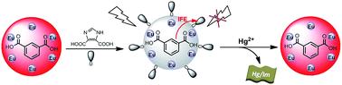 Graphical abstract: A turn on fluorescent sensor based on lanthanide coordination polymer nanoparticles for the detection of mercury(ii) in biological fluids