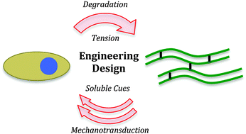 Graphical abstract: Mimicking biological phenomena in hydrogel-based biomaterials to promote dynamic cellular responses