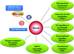 Graphical abstract: Complicity of haem in some adverse drug-reactions