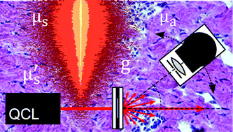 Graphical abstract: Optical properties of porcine dermis in the mid-infrared absorption band of glucose