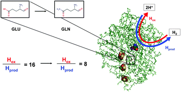 Graphical abstract: Re-engineering a NiFe hydrogenase to increase the H2 production bias while maintaining native levels of O2 tolerance