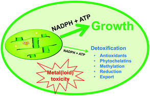 Graphical abstract: Energy cost of intracellular metal and metalloid detoxification in wild-type eukaryotic phytoplankton