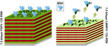 Graphical abstract: The influence of polyanion molecular weight on polyelectrolyte multilayers at surfaces: protein adsorption and protein–polysaccharide complexation/stripping on natural polysaccharide films on solid supports