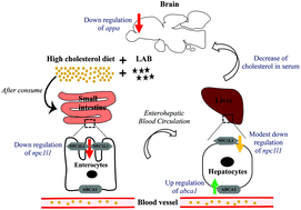 Graphical abstract: Cholesterol lowering by Pediococcus acidilactici LAB4 and Lactobacillus plantarum LAB12 in adult zebrafish is associated with improved memory and involves an interplay between npc1l1 and abca1