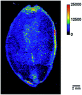 Graphical abstract: Bioimaging of the elemental distribution in cocoa beans by means of LA-ICP-TQMS