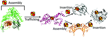 Graphical abstract: Protein networks in the maturation of human iron–sulfur proteins