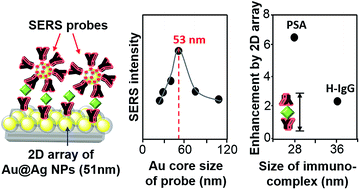 Graphical abstract: SERS-based immunoassay on 2D-arrays of Au@Ag core–shell nanoparticles: influence of the sizes of the SERS probe and sandwich immunocomplex on the sensitivity