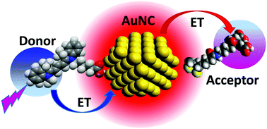 Graphical abstract: Understanding energy transfer with luminescent gold nanoclusters: a promising new transduction modality for biorelated applications