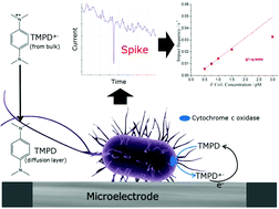 Graphical abstract: Detection of Escherichia coli bacteria by impact electrochemistry