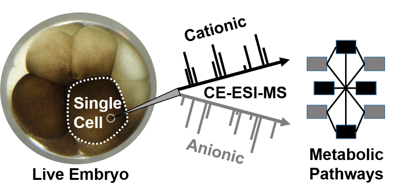 Graphical abstract: Dual cationic–anionic profiling of metabolites in a single identified cell in a live Xenopus laevis embryo by microprobe CE-ESI-MS