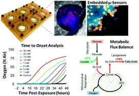 Graphical abstract: Microphysiological flux balance platform unravels the dynamics of drug induced steatosis