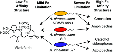 Graphical abstract: Genetic, structural, and functional diversity of low and high-affinity siderophores in strains of nitrogen fixing Azotobacter chroococcum