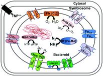 Graphical abstract: Transition metal transporters in rhizobia: tuning the inorganic micronutrient requirements to different living styles