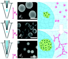 Graphical abstract: Multiphasic microgel-in-gel materials to recapitulate cellular mesoenvironments in vitro