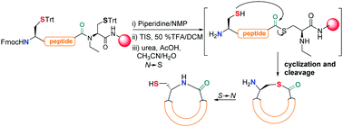 Graphical abstract: On-resin synthesis of cyclic peptides via tandem N-to-S acyl migration and intramolecular thiol additive-free native chemical ligation