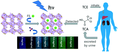 Graphical abstract: A dye@MOF crystalline probe serving as a platform for ratiometric sensing of trichloroacetic acid (TCA), a carcinogen metabolite in human urine