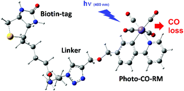 Graphical abstract: A biotin-conjugated photo-activated CO-releasing molecule (biotinCORM): efficient CO-release from an avidin–biotinCORM protein adduct