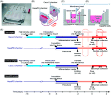 Graphical abstract: Kinetic analysis of sequential metabolism of triazolam and its extrapolation to humans using an entero-hepatic two-organ microphysiological system