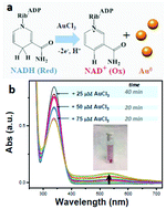 Graphical abstract: Hypoxia-induced biosynthesis of gold nanoparticles in the living brain