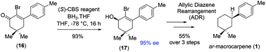 Graphical abstract: Total synthesis of (+)-ar-macrocarpene