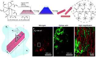 Graphical abstract: Predicting the orientation of magnetic microgel rods for soft anisotropic biomimetic hydrogels