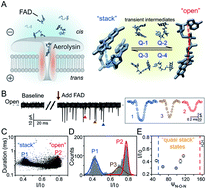 Graphical abstract: Revealing the transient conformations of a single flavin adenine dinucleotide using an aerolysin nanopore