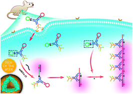 Graphical abstract: RNA imaging in living mice enabled by an in vivo hybridization chain reaction circuit with a tripartite DNA probe