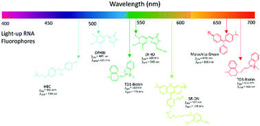 Graphical abstract: Genetically encoded light-up RNA aptamers and their applications for imaging and biosensing