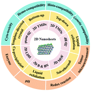 Graphical abstract: 2D nanostructures beyond graphene: preparation, biocompatibility and biodegradation behaviors