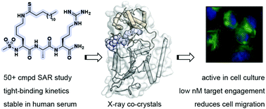 Graphical abstract: Mechanism-based inhibitors of SIRT2: structure–activity relationship, X-ray structures, target engagement, regulation of α-tubulin acetylation and inhibition of breast cancer cell migration