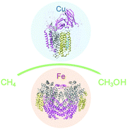 Graphical abstract: Biochemistry of aerobic biological methane oxidation