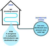 Graphical abstract: Emerging investigator series: bacterial opportunistic pathogen gene markers in municipal drinking water are associated with distribution system and household plumbing characteristics