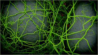 Graphical abstract: Transport of nanoprobes in multicellular spheroids